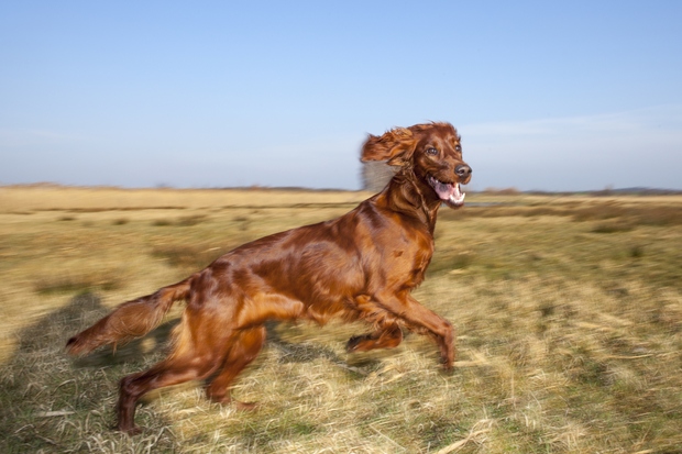Irski seter Irski seter je pes z veliko energije, ki potrebuje veliko aktivnosti in tudi prostora za gibanje, saj neizmerno …