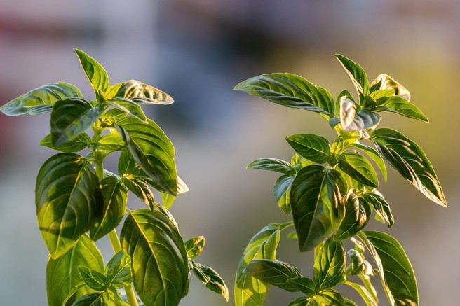 To dišeče zdravilno zelišče pomaga ublažiti srbečico in rdečico po piku komarja ali drugega mrčesa