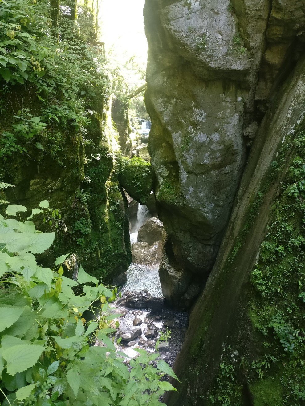 Po Tolminskih koritih teče krožna pot, ki je opremljena s tablami. Na poti boste videli marsikatero zanimivost, kot je medvedova …