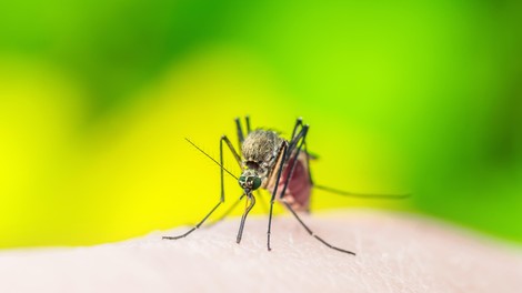 Ali lahko komar prenaša koronavirus in nas z njim okuži? (Odgovor strokovnjakov)