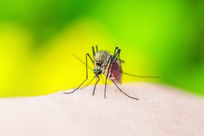 Ali lahko komar prenaša koronavirus in nas z njim okuži? (Odgovor strokovnjakov)