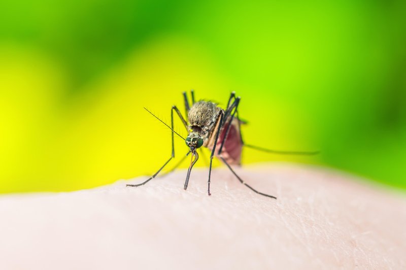 Ali lahko komar prenaša koronavirus in nas z njim okuži? (Odgovor strokovnjakov) (foto: Profimedia)