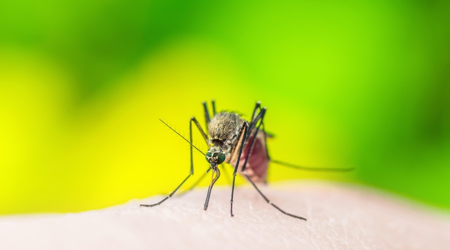 Ali lahko komar prenaša koronavirus in nas z njim okuži? (Odgovor strokovnjakov) (foto: Profimedia)