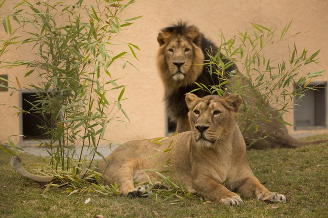 Ljubljanski ZOO ta vikend vabi na dogodivščine ob SVETOVNEM DNEVU LEVOV