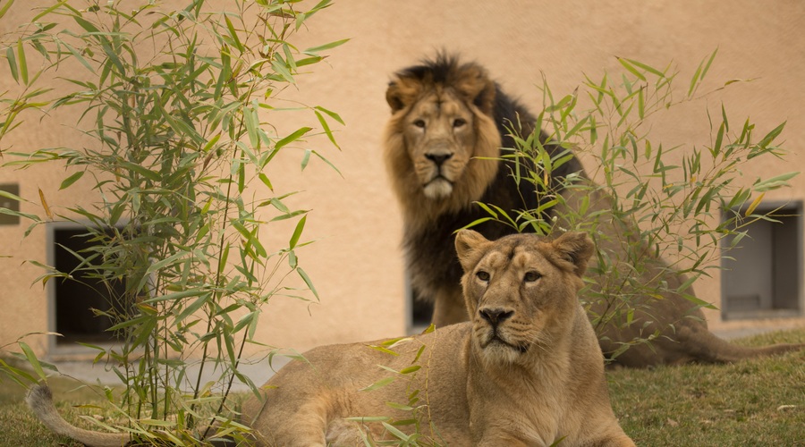 Ljubljanski ZOO ta vikend vabi na dogodivščine ob SVETOVNEM DNEVU LEVOV (foto: arhiv ZOO)