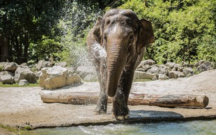 Živalski vrt Ljubljana v soboto, 15. ter v nedeljo, 16. avgusta, vabi, da z največjo damo v državi praznujete svetovni dan slonov
