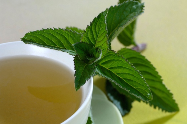 Poprova meta To je, čaj, ki pomaga pri napihnjenosti in napenjanju, prav tako umiri mišične krče. Prav tako je dober …