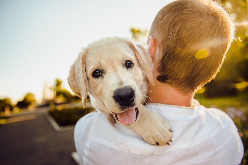 19 znakov, da imate zares radi svojega psa (foto: pixabay)