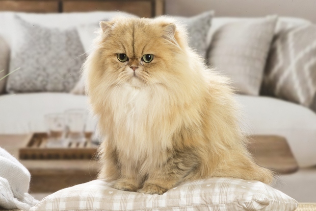 Perzijka Perzijska mačka je najbolj priljubljena pasma domačih mačk. Izvira iz Bližnjega vzhoda, kjer so jo vzgajali že pred mnogimi …