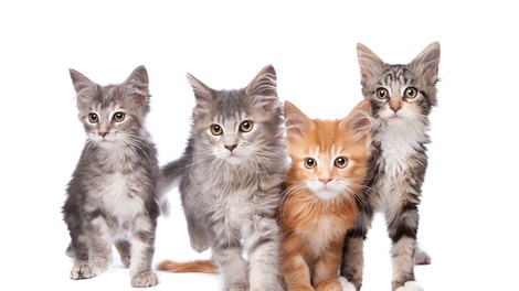 Imate radi mačje mijavkanje? Predstavljamo najbolj priljubljene pasme mačk med Slovenci