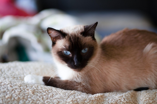 Siamka Siamska mačka je kratkodlaka pasma domačih mačk ter velja za eno najstarejših in najbolj znanih mačjih pasem. So različnih …