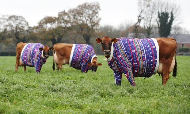 Kaj pa ti gledaš, še nisi videl/a krave v božičnem puloverju? Kako pa misliš, da mleko ostane toplo?