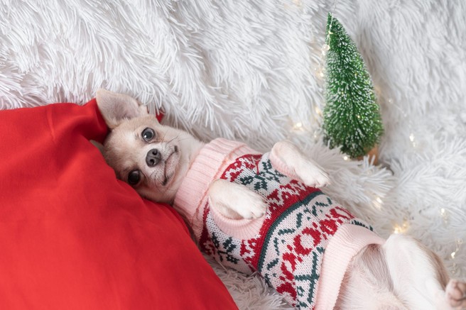 Foto: Vesel božič pravijo tudi živali - oziroma hov hov, muuu, oink!