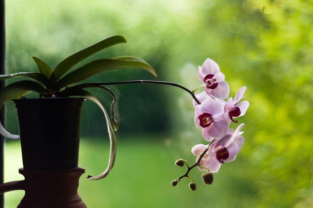 Orhideja S svojim vonjem bo orhideja izboljšala razpoloženje in prinesla nekaj energije v vaš dom. Najbolje jo je imeti v …
