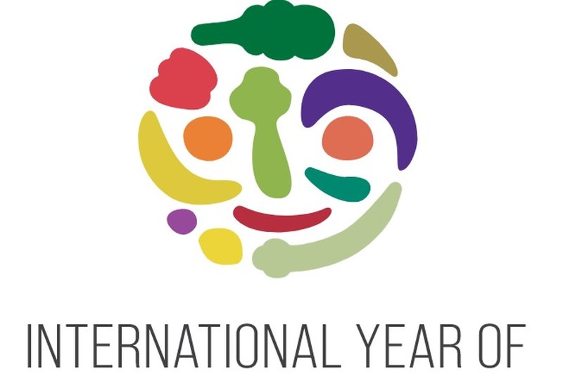 Leto 2021 bo mednarodno leto sadja in zelenjave. Preberite zanimivosti o slovenskih jabolkih in ptujskem lüku (foto: profimedia)