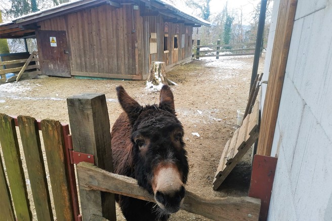 Mengeška koča na Gobavici (433m), kjer vas čaka tudi mini živalski vrt