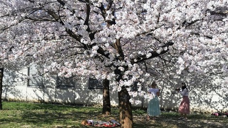 Japonske češnje že 22 let čarobno cvetijo sredi Ljubljane (popularna Instagram točka!)