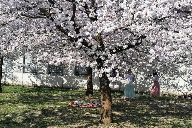 Japonske češnje že 22 let čarobno cvetijo sredi Ljubljane (popularna Instagram točka!)