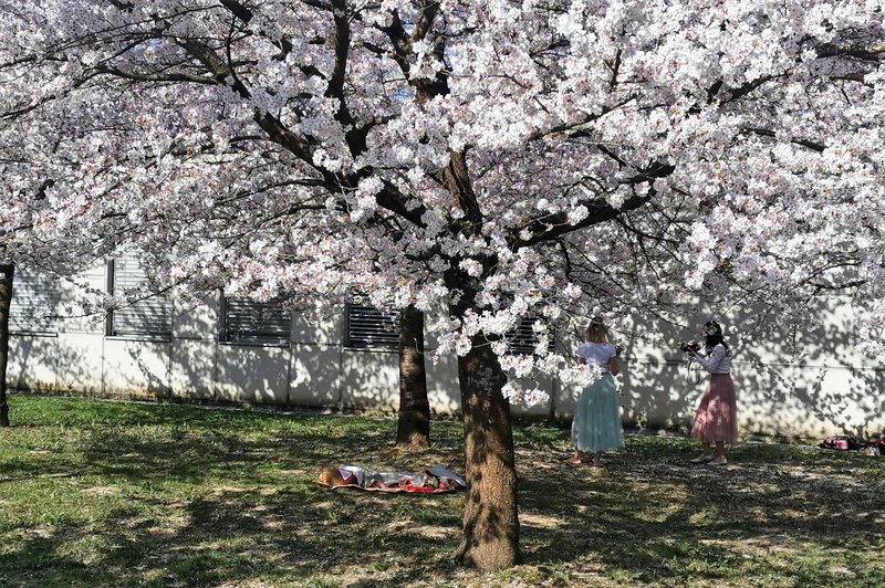 Japonske češnje že 22 let čarobno cvetijo sredi Ljubljane (popularna Instagram točka!) (foto: DDD)