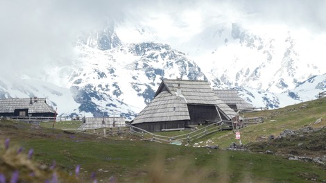 Žafrani na Veliki planini (odlična ideja za skorajšnji izlet)