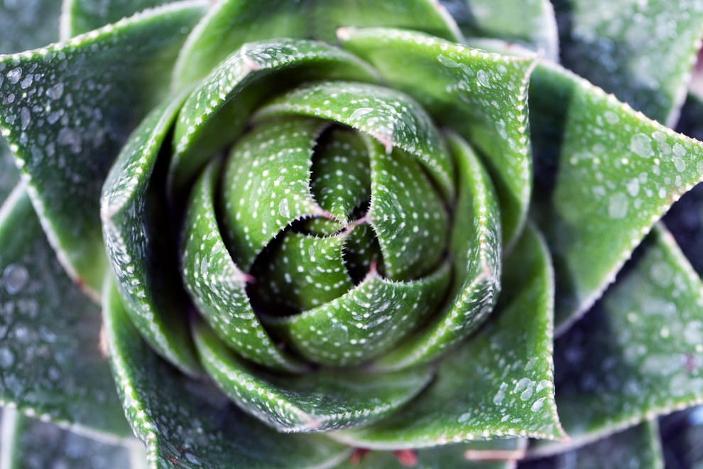 ALOE VERA Dobro uspeva tako v suhih pogojih kot v vlažnih, zato ne bo nič narobe, če svoje mesto dobi …