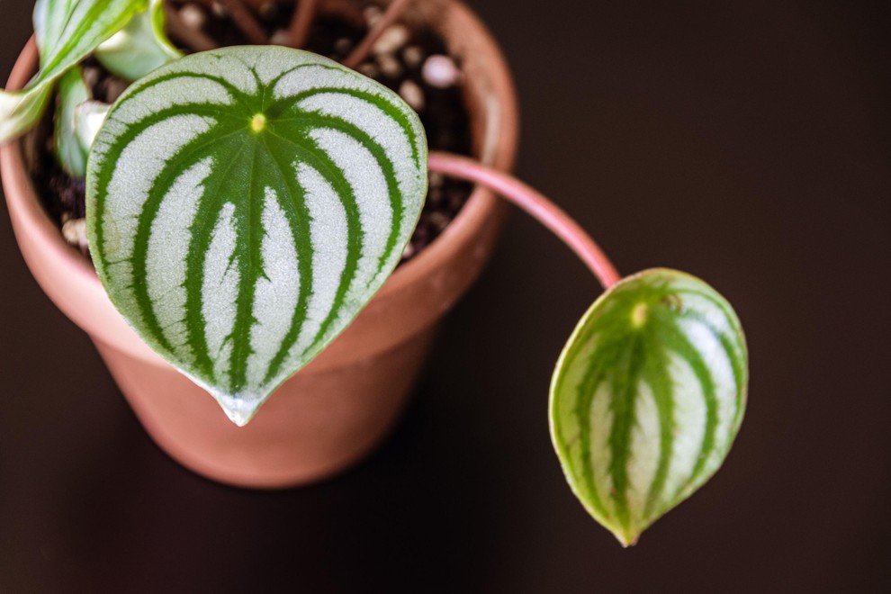 PEPEROMIA LUBENICA Na hitro spominja na lubenico, zato tudi takšno ime. Popolna je za vašo "zeleno kolekcijo" v kopalnici, saj …