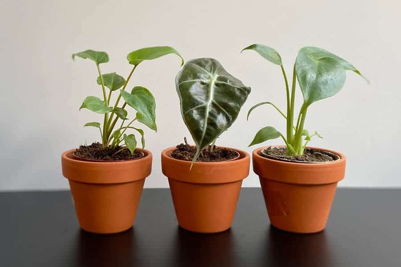 Takšen vpliv imajo zelene in sobne rastline na duševno zdravje (hoteli jih boste imeti še več!) (foto: Sanjski šopek promocijsko gradivo)