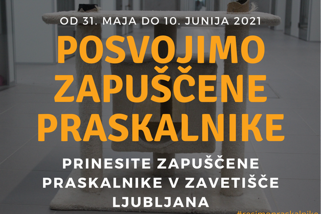 Zavetišče Ljubljana posvaja zapuščene mačje praskalnike. Imate kakšnega doma?