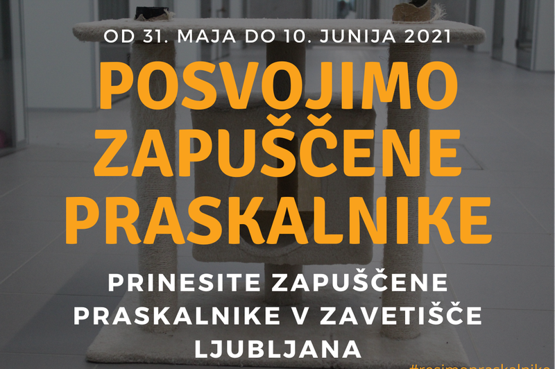Zavetišče Ljubljana posvaja zapuščene mačje praskalnike. Imate kakšnega doma? (foto: Arhiv)