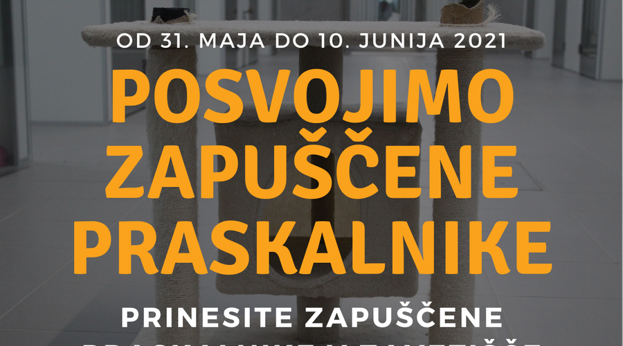 Zavetišče Ljubljana posvaja zapuščene mačje praskalnike. Imate kakšnega doma? (foto: Arhiv)