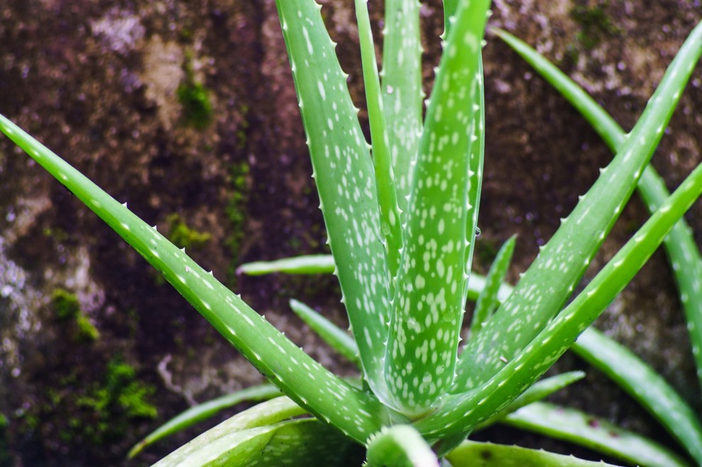 ALOE VERA