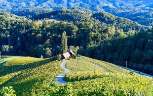 Poznate srce med vinogradi z Instagrama? Brezplačno fotografiranje od zdaj naprej tukaj ne bo več mogoče!