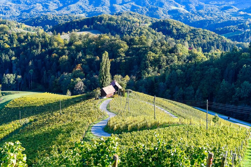 Poznate srce med vinogradi z Instagrama? Brezplačno fotografiranje od zdaj naprej tukaj ne bo več mogoče! (foto: profimedia)