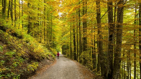 Priporočila za pohodništvo v jeseni: da bo vaš izlet v gorski naravi lepši!