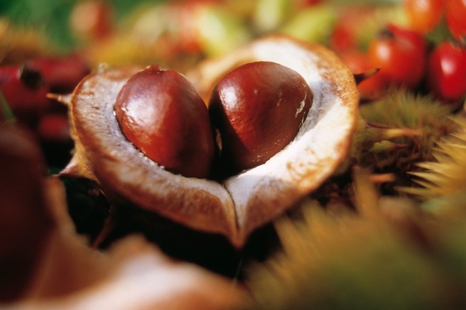 O kostanju malo drugače (in o tem, da je to edini orehasti plod, ki vsebuje vitamin C)