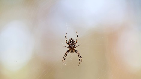 Kaj pomenijo sanje o pajkih?