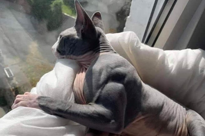 Ste videli to 'mišičasto' mačko? Najprej smo mislili, da gre za photoshop, v resnici pa ...