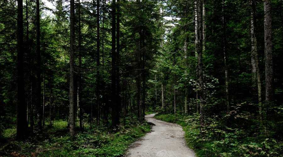 Kaj je motnja pomanjkanja narave in ali jo imate tudi vi? (foto: profimedia)