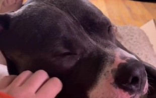 VIDEO: Pit bull, ki prede kot mačka? Preprosto morate ga spoznati