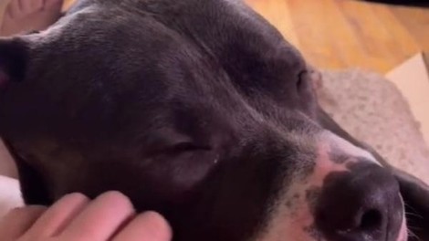 VIDEO: Pit bull, ki prede kot mačka? Preprosto morate ga spoznati
