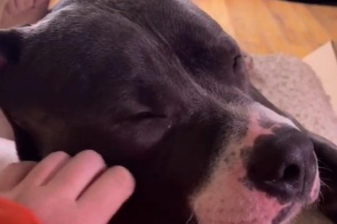 VIDEO: Pit bull, ki prede kot mačka? Preprosto morate ga spoznati