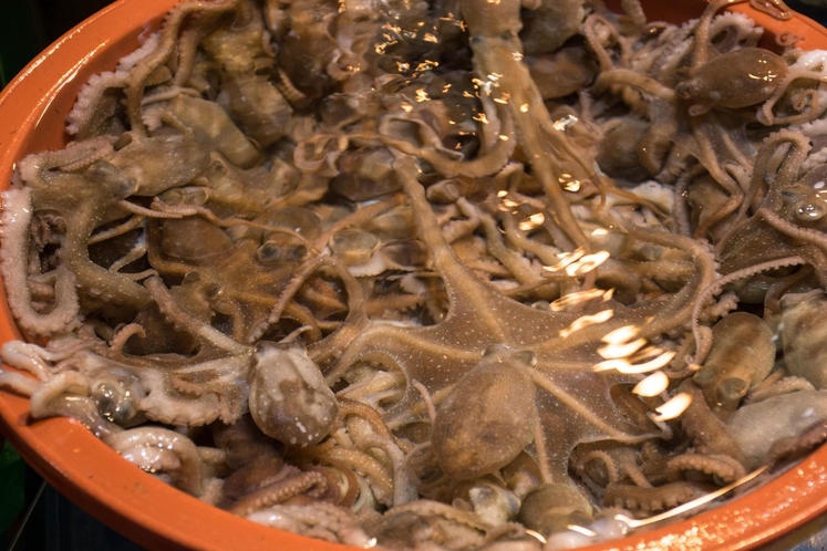 Sannakji Bi si privoščili hobotnico, ki še miga? Sannakji je korejska jed, ki jo pripravljajo iz mladih hobotnic. Hobotnico še …