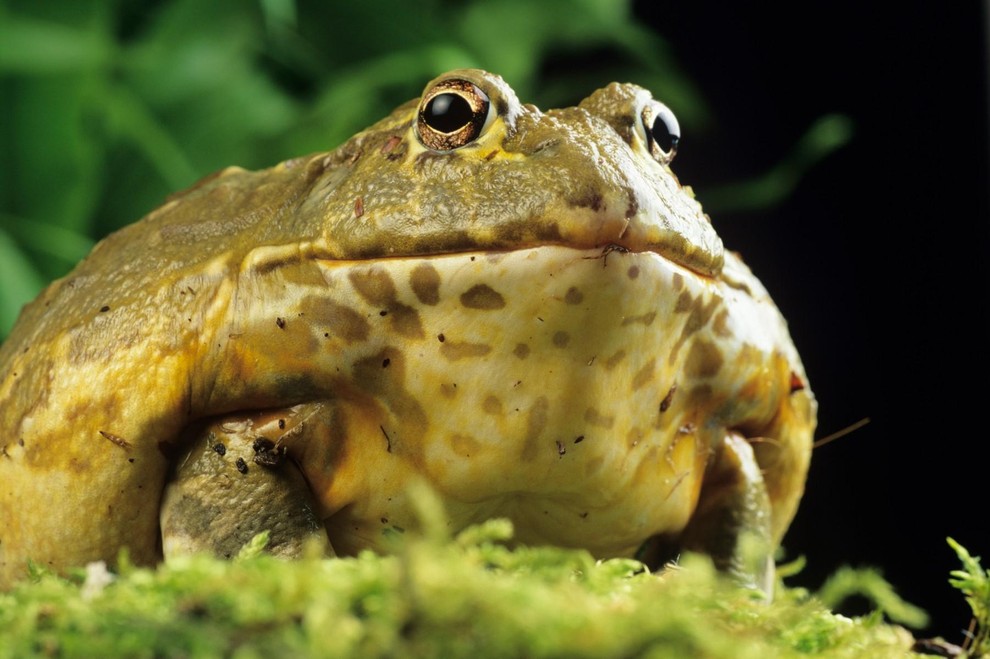 African bullfrog Odrasle žabe so lahko zares velike, pripravljajo pa jih kar cele – ne le krakov, kot denimo pri …