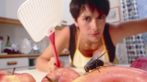 Tako se znebite nadležnih muh v stanovanju (in kako nevarne so za naše zdravje v resnici)