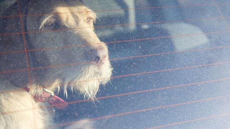 V visokih temperaturah poskrbite tudi za hišne ljubljenčke! (mimogrede, v pol ure je v avtu lahko že 46 stopinj!) (foto: Profimedia)