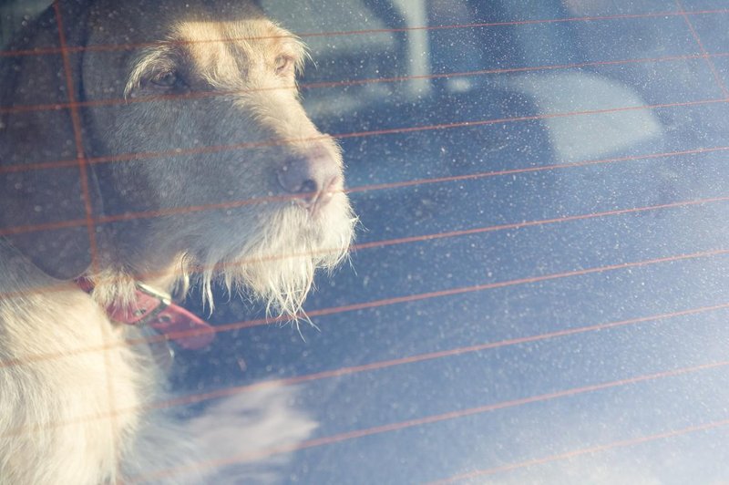 V visokih temperaturah poskrbite tudi za hišne ljubljenčke! (mimogrede, v pol ure je v avtu lahko že 46 stopinj!) (foto: Profimedia)