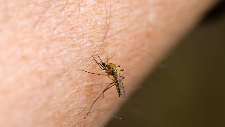 Domači triki za blaženje komarjevih pikov (foto: Profimedia)