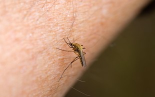 Domači triki za blaženje komarjevih pikov