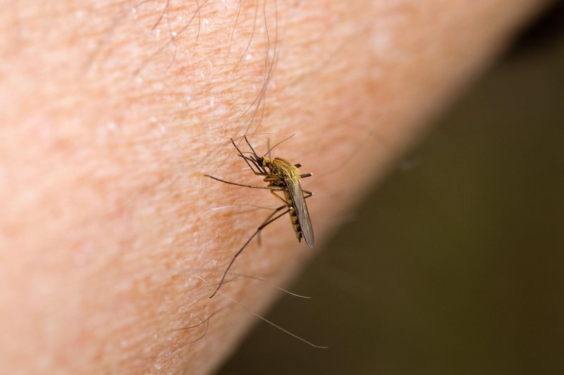 S temi domačimi triki boste ublažili komarjeve pike (foto: Profimedia)