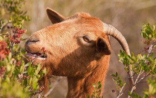 Divje koze na hrvaških otokih domačine spravljajo na rob obupa